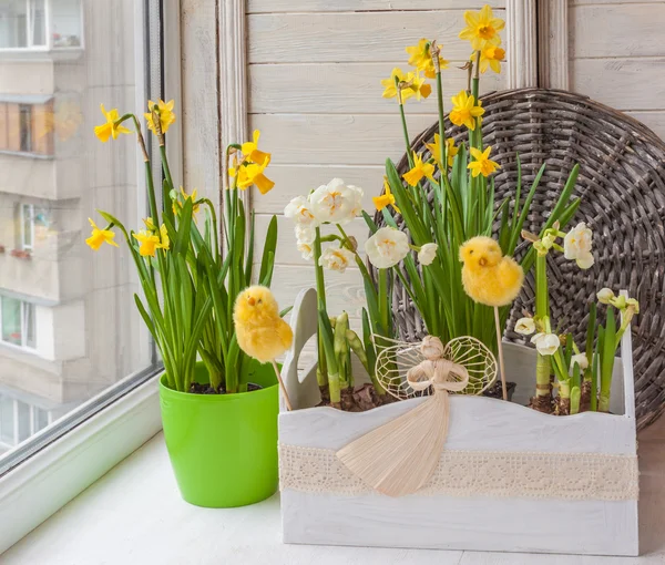 Daffodils in balcony box