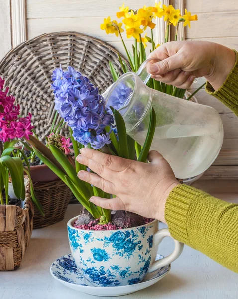 Female hands watering potted hyacinths