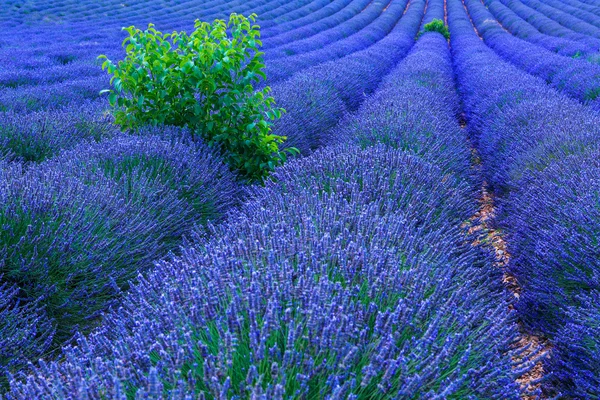 Lavender bushes in long lines