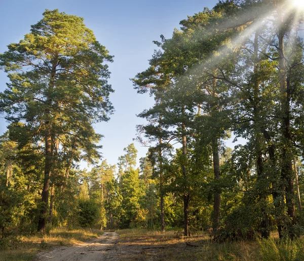 Dirt road in a pine forest