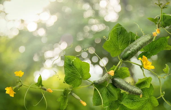 Vine cucumber with juicy fruits