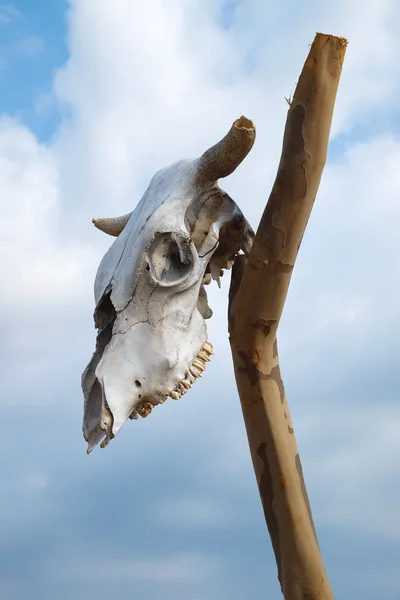 Animal skull on a pole