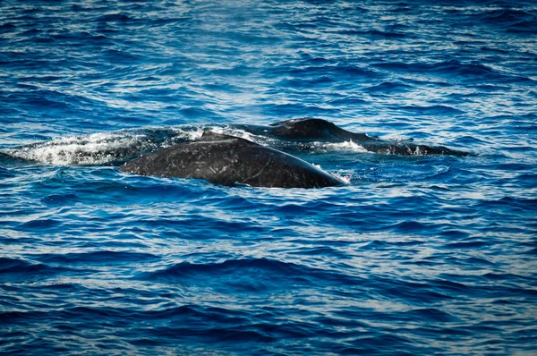 Two hampback whales side by side