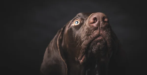 Young German pointer dog looking up. Studio shot.