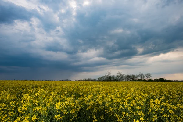 Dramatic sky over rapeseed field. Agricultural landscape. Yellow rapeseed flower and stormy weather clouds.