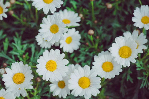 White and yellow flower. Detail of daisies in the grass. Macro of beautiful white daisies flowers. Daisy flower.