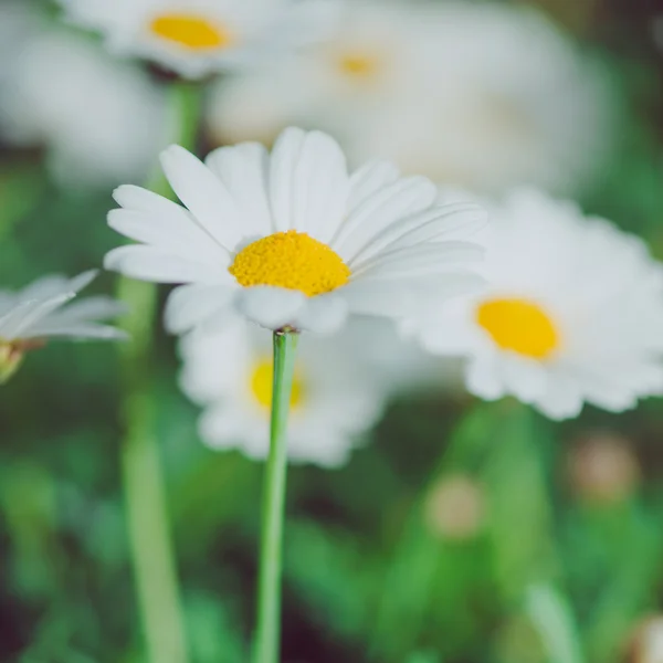 White and yellow flower. Detail of daisies in the grass. Macro of beautiful white daisies flowers. Daisy flower.