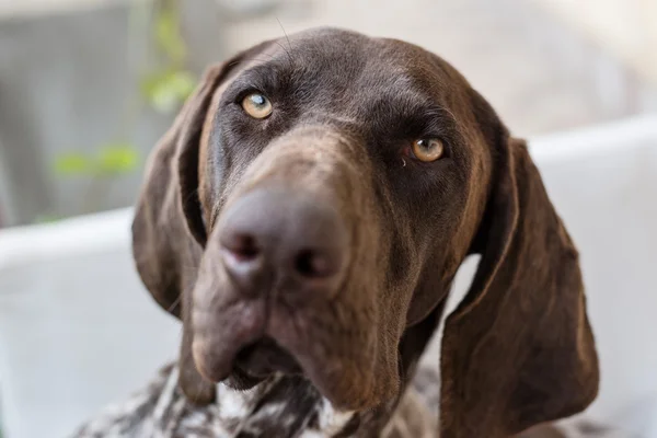 Close up dog portrait, German pointer dog posing in garden