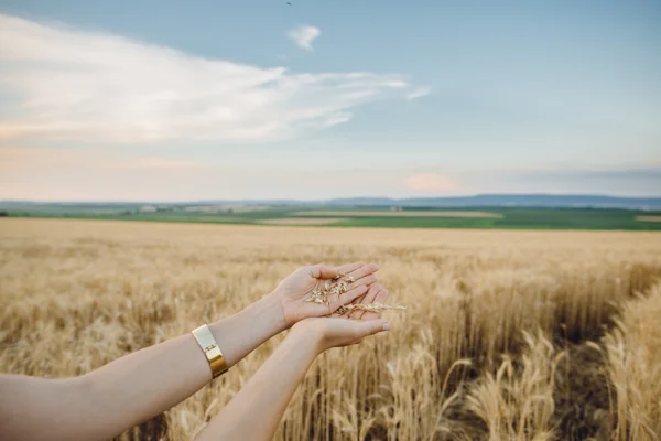 Female hand holding a golden wheat ear in the wheat field