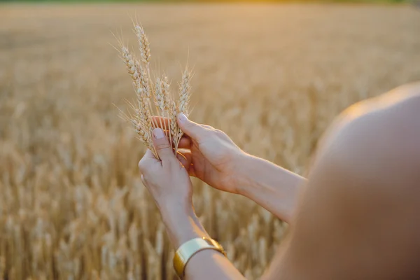 Female hand holding a golden wheat ear in the wheat field