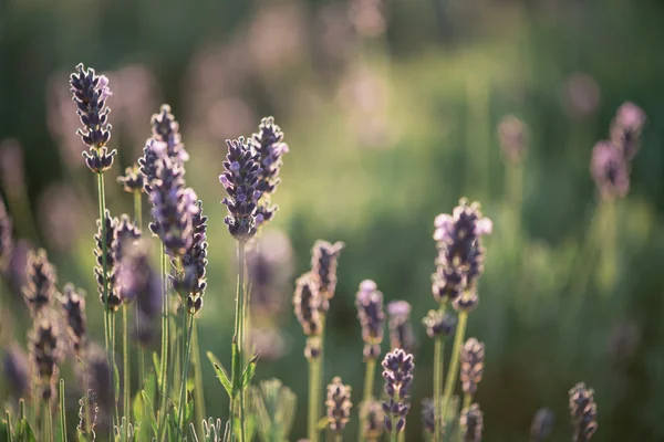 Lavender, close up of fresh lavender field