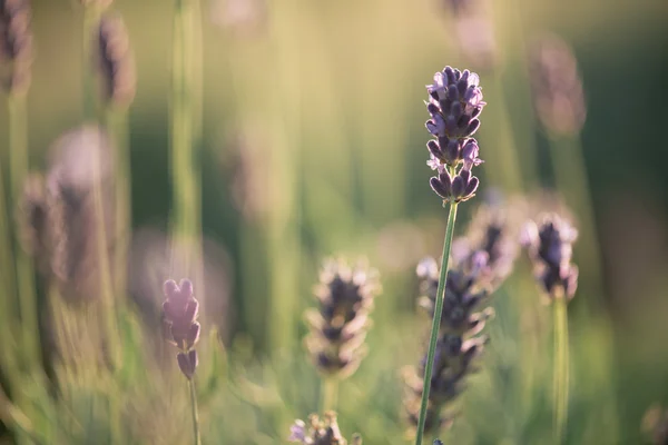 Lavender, close up of fresh lavender field