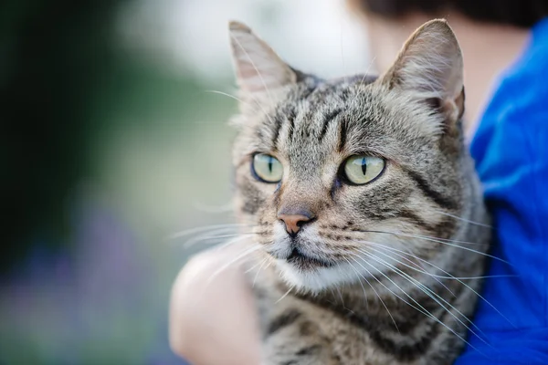 Close up cat portrait. Cute cat posing outdoor.