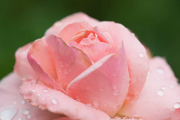 Pink roses covered with water drops