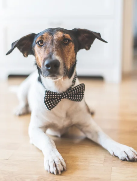 Cute dog wearing bow tie