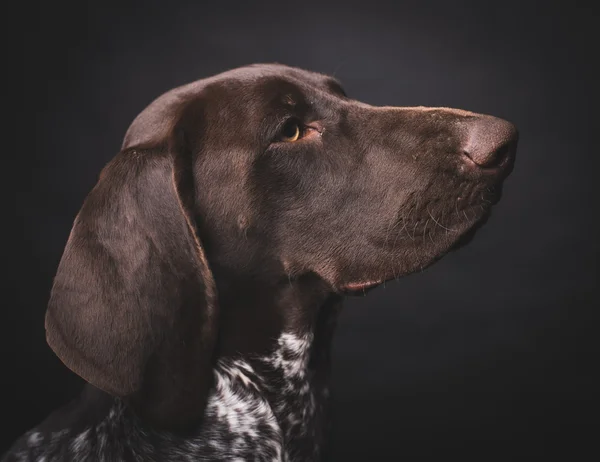 German short-haired pointer hunting dog
