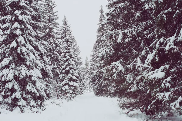 Winter trail, snow forest path.