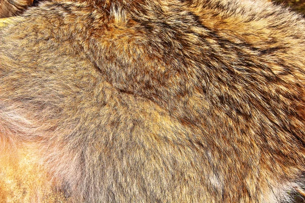 Texture wolf fur background