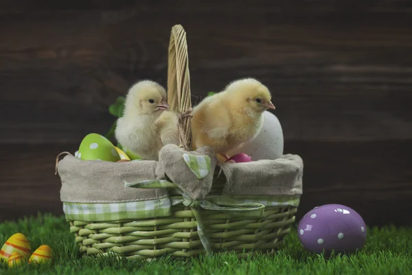 Easter bucket with eggs, young easter chickens around