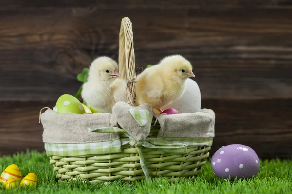 Easter bucket with eggs, young easter chickens around