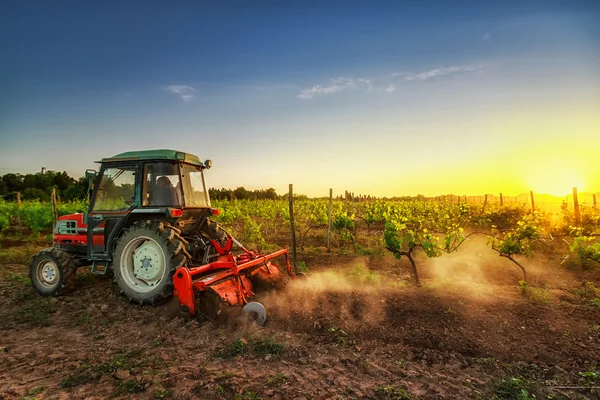 Tractor in the vineyard at sunset
