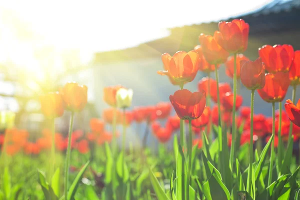 Field of red colored tulips