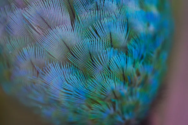 Close up of parrot feathers