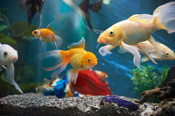 Aquarium colourfull fishes