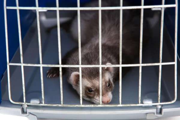 Ferret  isolated pet