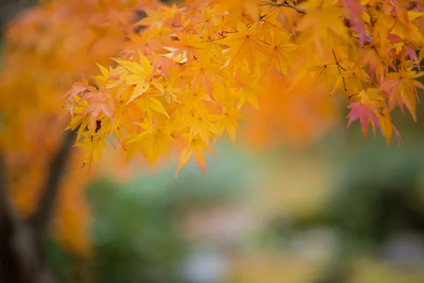 Japanese maple during autumn in Japan