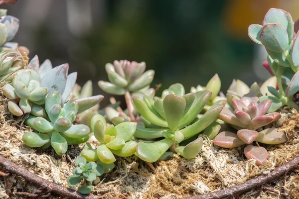 Miniature succulent plants