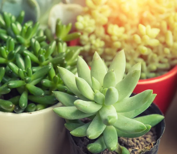 Group of colorful succulent plants