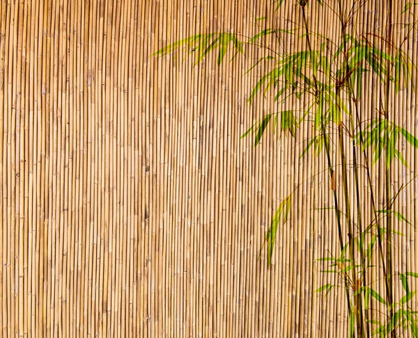 Bamboo Background great for any project. frame of bamboo-leaves