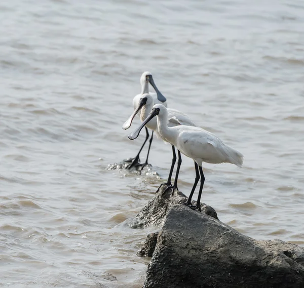 Black-faced Spoonbill in shenzhen China, This species is known a