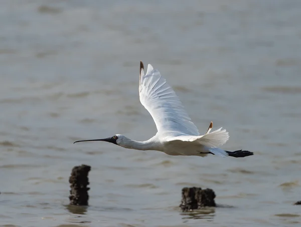 Black-faced Spoonbill in shenzhen China, This species is known a