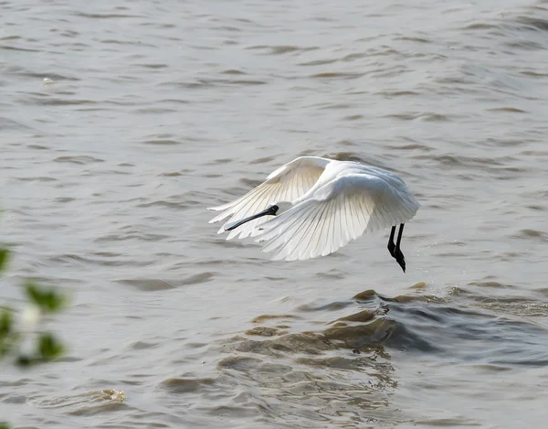 Black-faced Spoonbill in shenzhen China, This species is known a