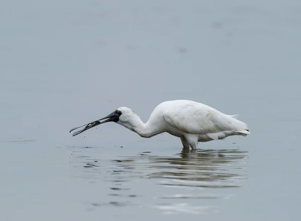 Black-faced Spoonbill in shenzhen China, This species is known a