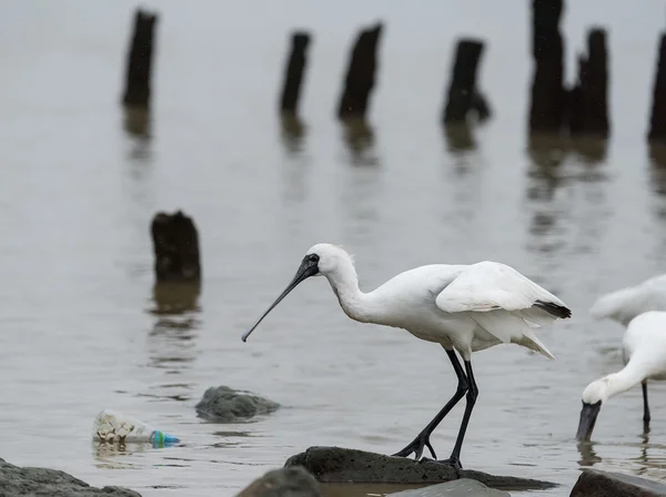 Black-faced Spoonbill in shenzhen China, This species is known a