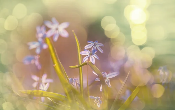 Beautiful Spring flowers