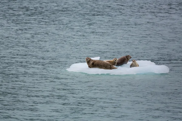 Harbor seals on ice