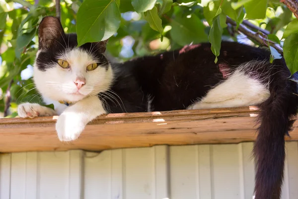 Cute Domestic Cat