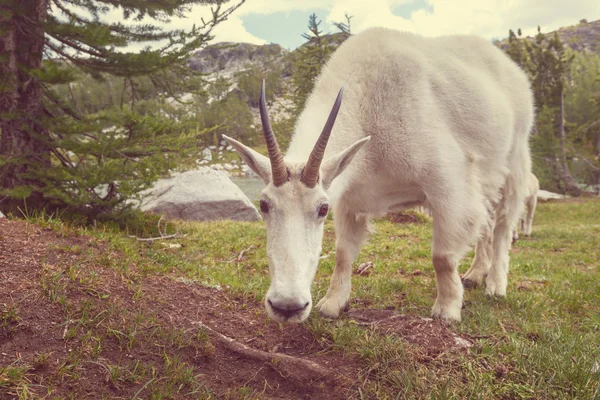 Wild Mountain Goat