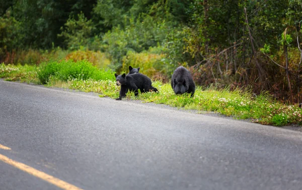 Black bears crossing the road