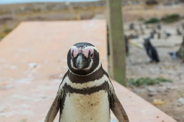 Pingüino de Magallanes en la patagonia — Foto stock © kamchatka ... Pingüino de Magallanes en la patagonia — Foto stock © kamchatka ...