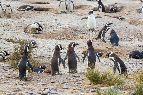 Pingüino de Magallanes en la patagonia — Foto stock © kamchatka ... Pingüino de Magallanes en la patagonia — Foto stock © kamchatka ...