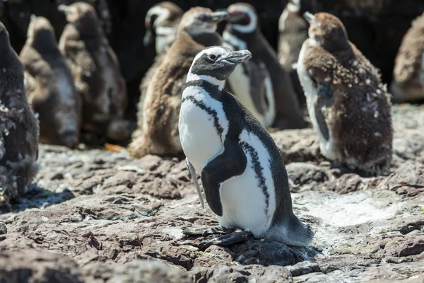 Pingüino de Magallanes en la patagonia — Foto stock © kamchatka ... Pingüino de Magallanes en la patagonia — Foto stock © kamchatka ...
