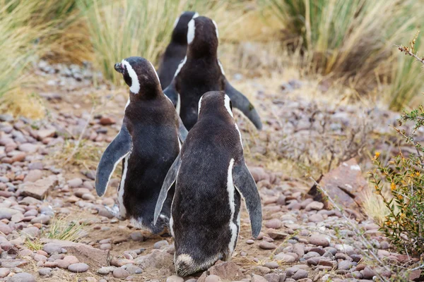 Pingüino de Magallanes en la patagonia — Foto stock © kamchatka ... Pingüino de Magallanes en la patagonia — Foto stock © kamchatka ...