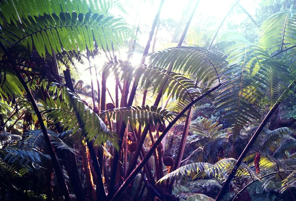 Close up of Jungle in Hawaii