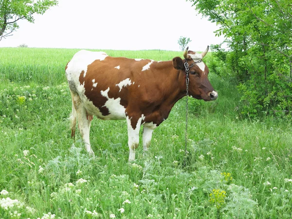 Brown and white cow in summer green pasture meadow