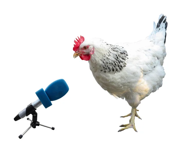 White chicken with microphone isolated over white